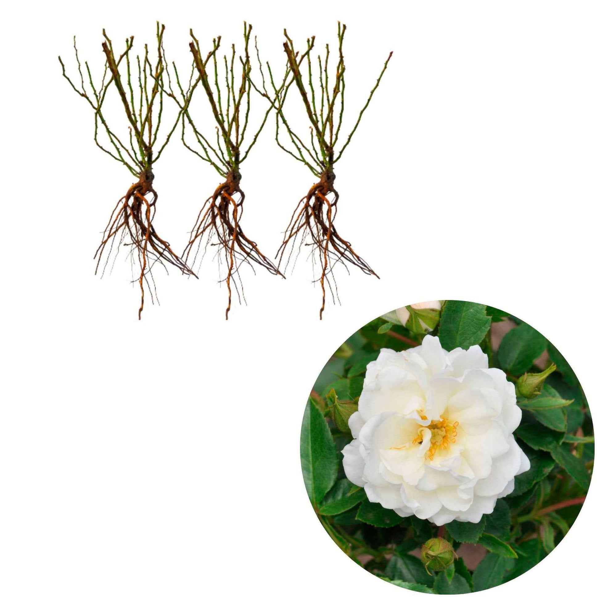 3x Rozen Rosa 'Crystal Mella'® Wit  - Bare rooted - Winterhard - Plantsoort