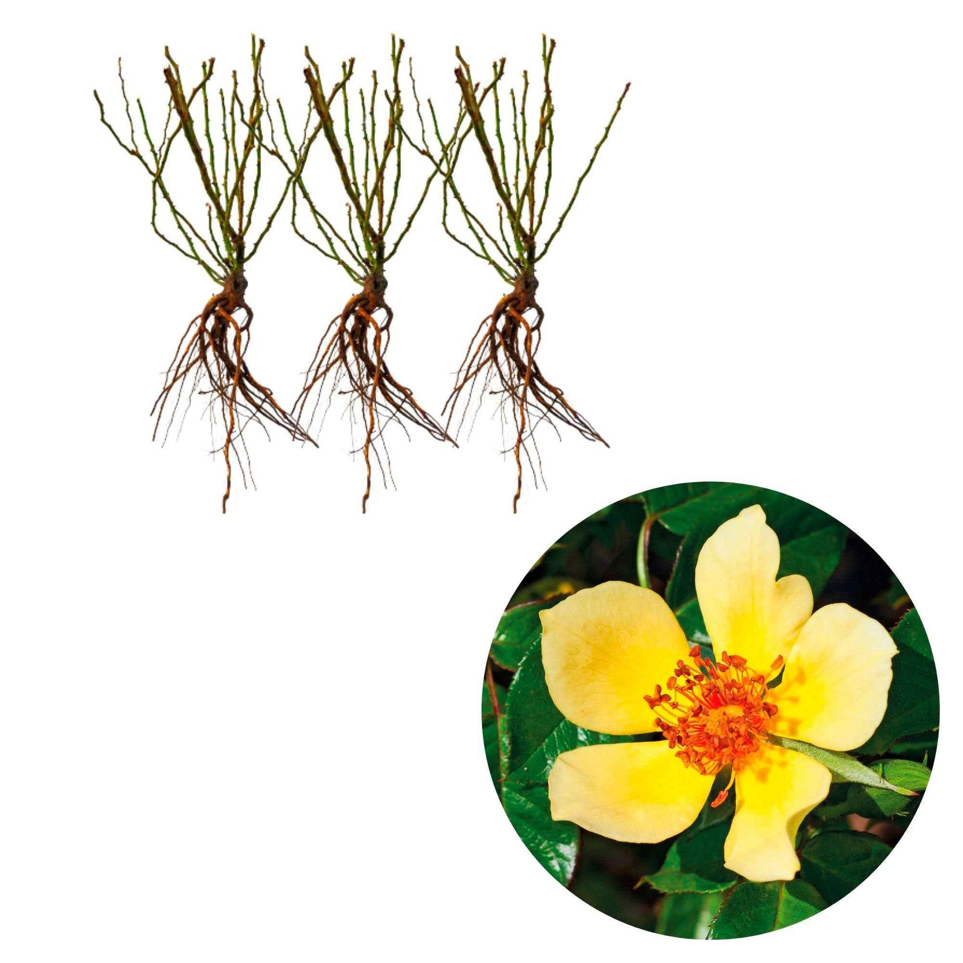3x Rozen Rosa 'Ducat Mella'® Geel  - Bare rooted - Winterhard - Rozen - Bare rooted