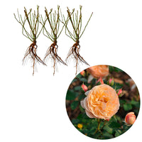 3x Roos Rosa 'Eveline Wild'® floribunda Roze - Winterhard  - Bare rooted - Rozen