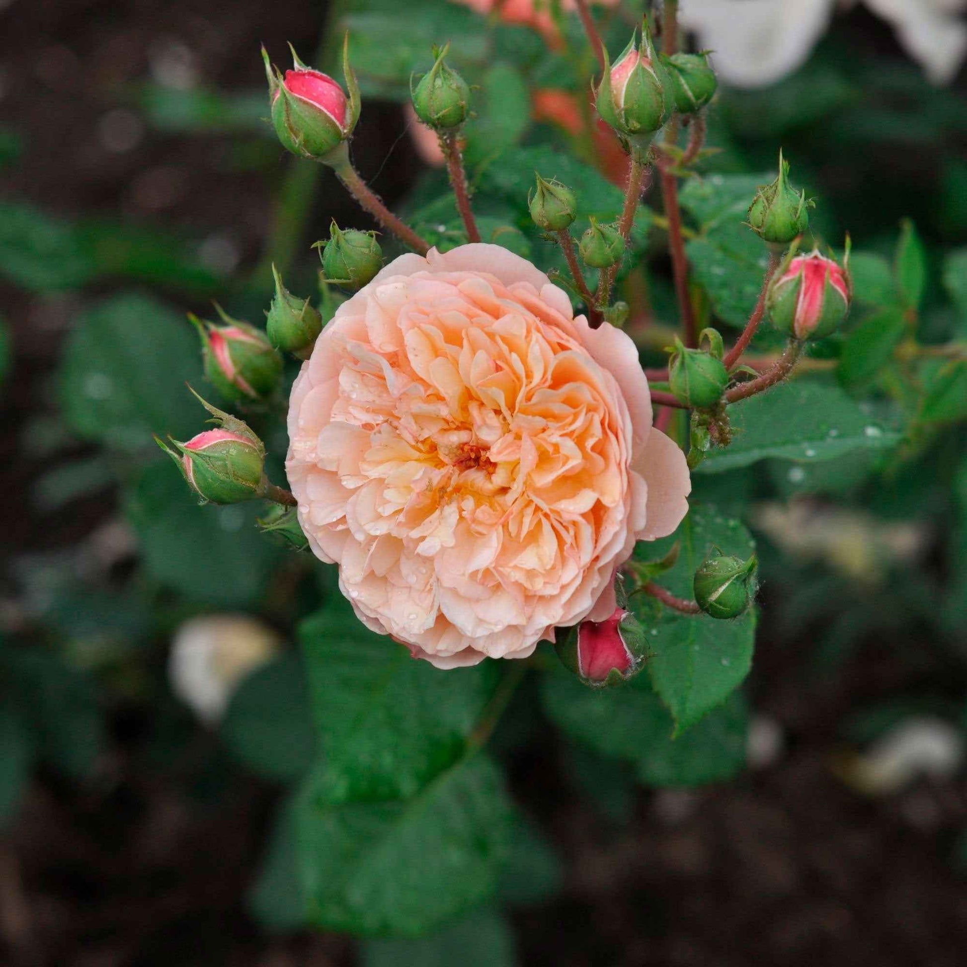 3x Roos Rosa 'Eveline Wild'® floribunda Roze - Winterhard  - Bare rooted - Plantsoort