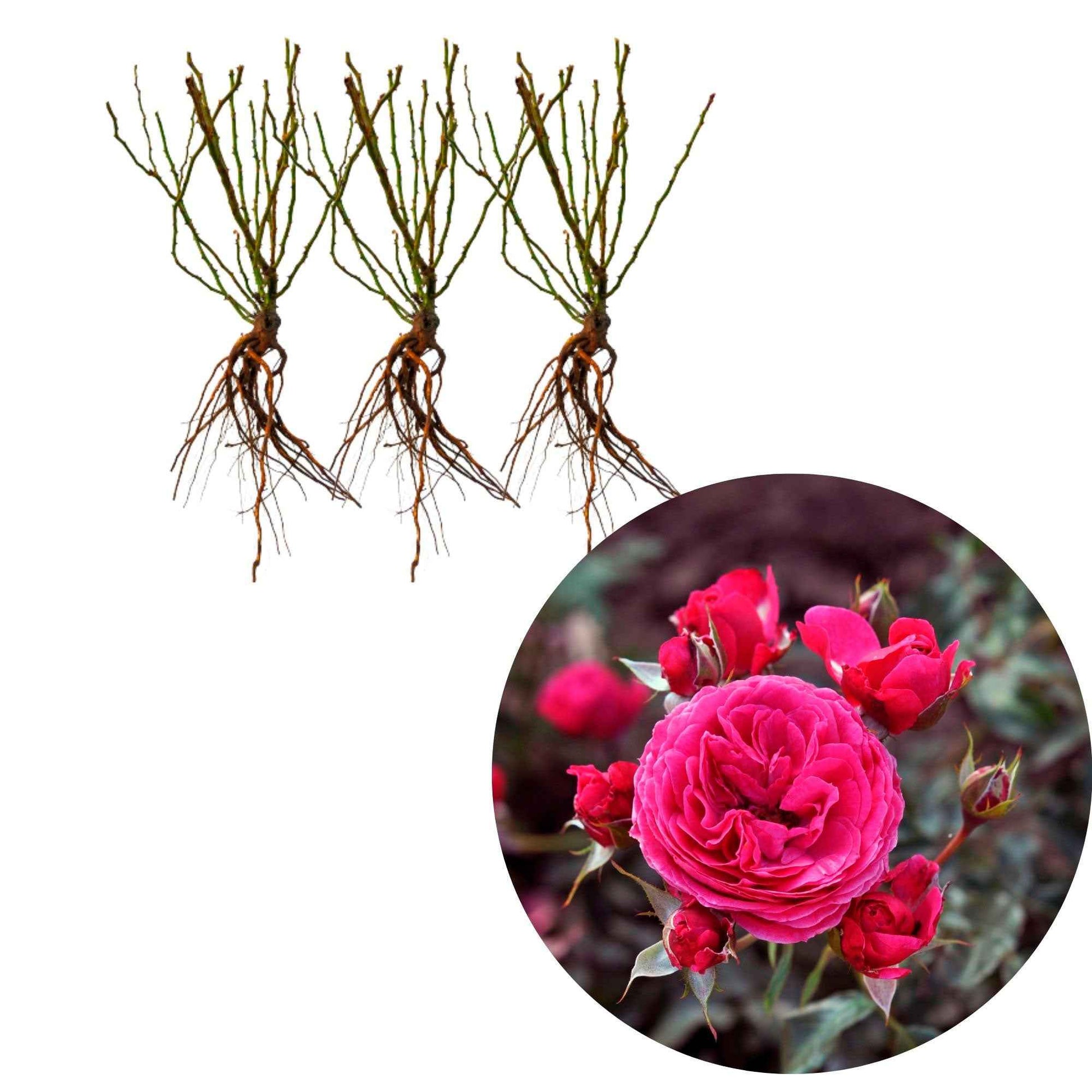 3x Roos Rosa 'Dolce'® Roze  - Bare rooted - Winterhard - Rozen