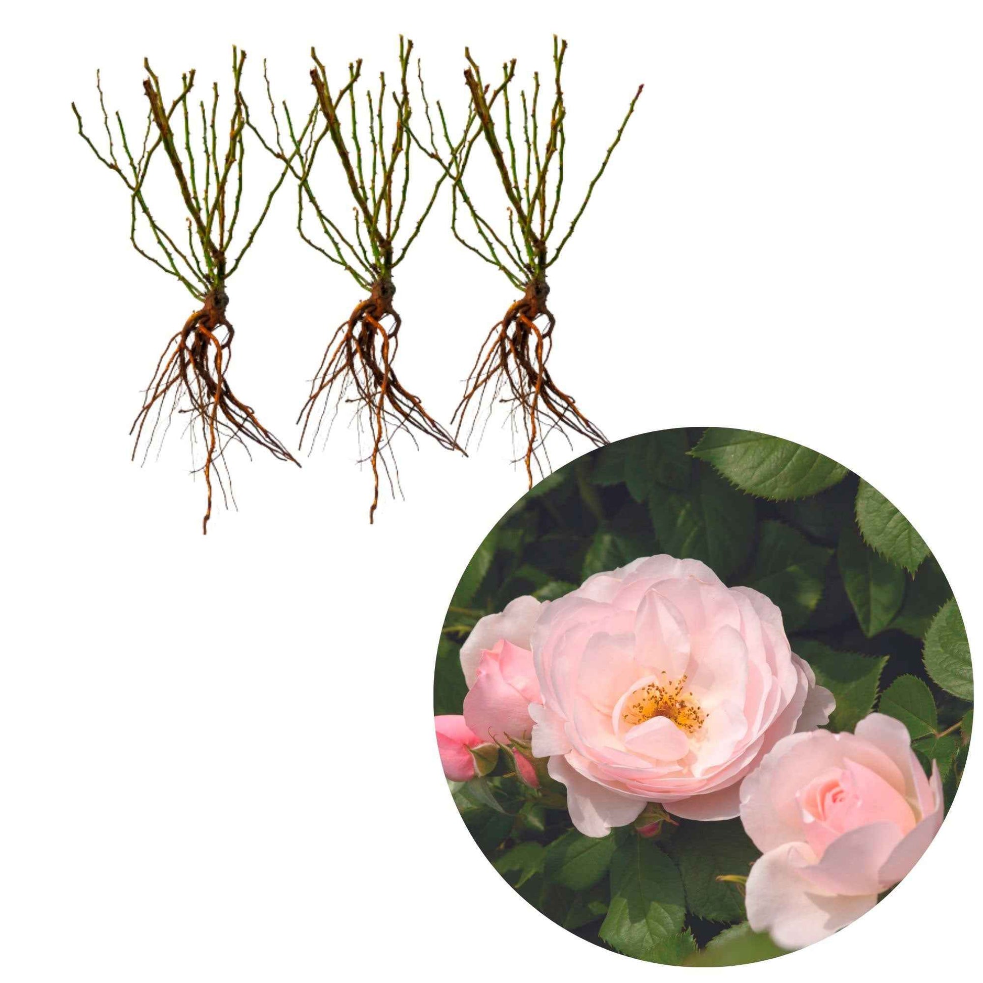 3x Roos Rosa 'Pear'® Roze  - Bare rooted - Winterhard - Rozen - Bare rooted