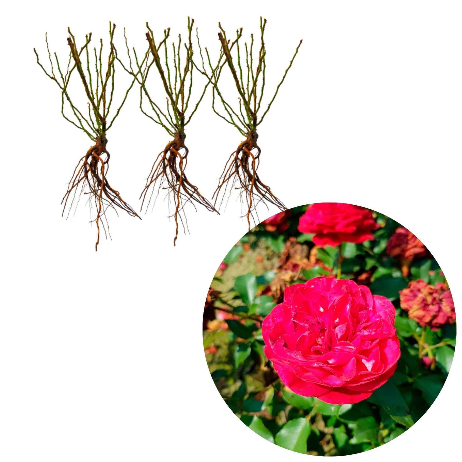 3x Roos Rosa 'Red Meilove'® Rood  - Bare rooted - Winterhard - Rozen