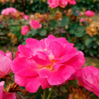 3x  Roos Rosa 'Ville de Roeulx'® Roze  - Bare rooted - Winterhard - Plant eigenschap