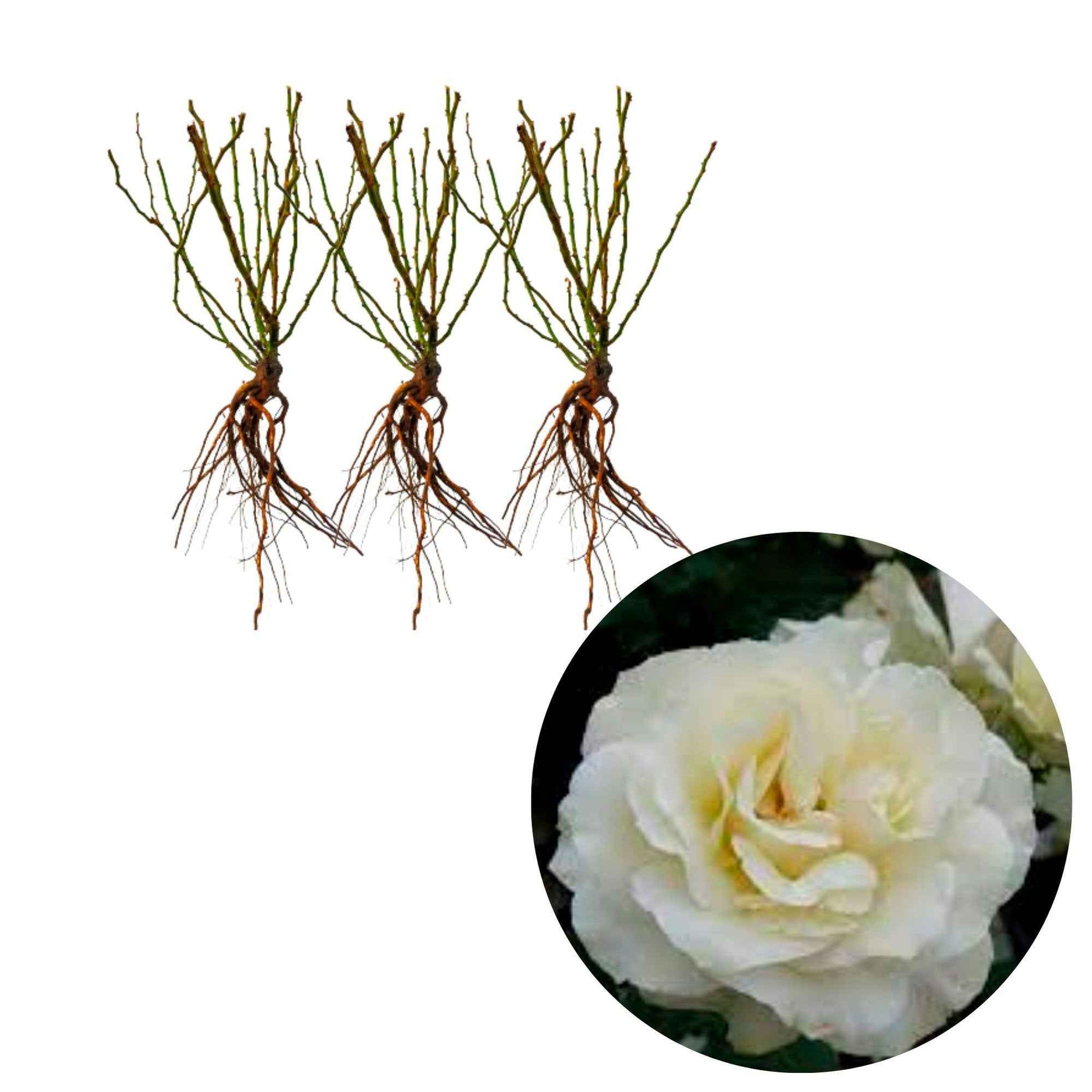 3x Rozen 'White Meilove'® Wit  - Bare rooted - Winterhard - Plant eigenschap