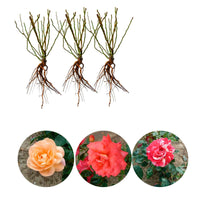 3x Grootbloemige roos - Mix 'Geurig en Meerkleurig'  Gemengde kleuren  - Bare rooted - Winterhard - Plantsoort