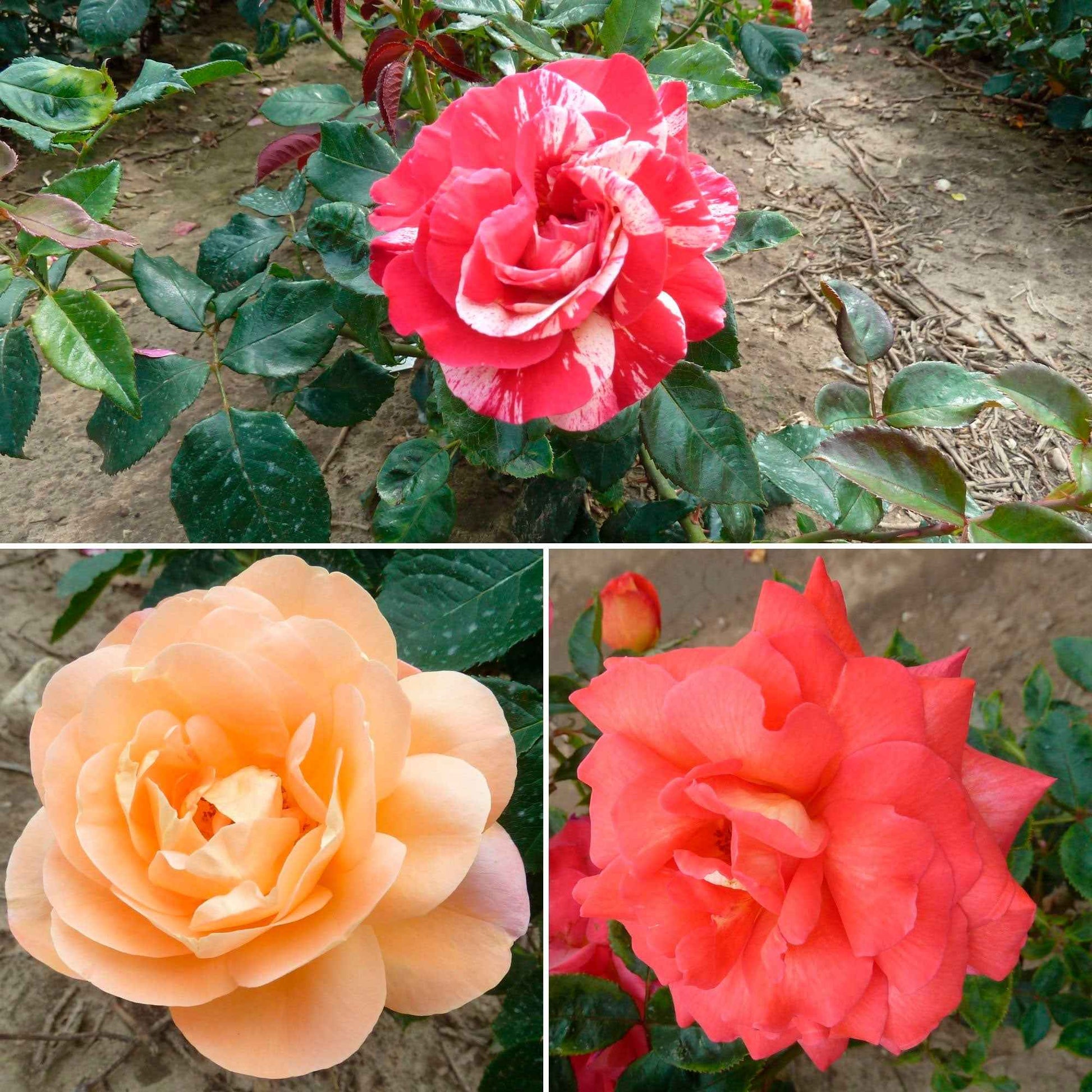 3x Grootbloemige roos - Mix 'Geurig en Meerkleurig'  Gemengde kleuren  - Bare rooted - Winterhard - Grootbloemige rozen