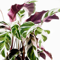 Bidplant Calathea 'Fushion White' - Diervriendelijke kamerplanten
