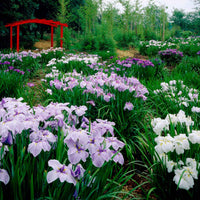 3x Japanse iris ensata - Mix 'Elegant Flowers' - paars-blauw-wit - Winterhard - Alle bloembollen