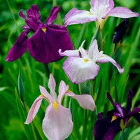 3x Japanse iris ensata - Mix 'Elegant Flowers' - paars-blauw-wit - Winterhard - Bloembollen
