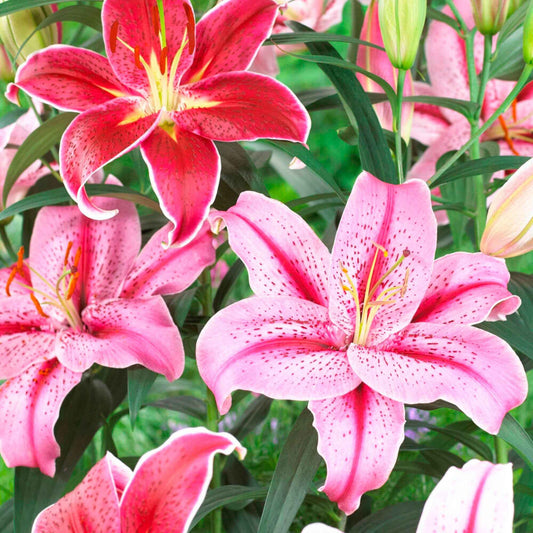 10x Lelie Lilium Mix 'Garden Flowers'  Roze-Rood - Winterhard - Alle bloembollen