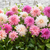 5x Dahlia  'Dinnerplate Garden' Wit-Paars-Roze - Winterhard - Alle populaire bloembollen
