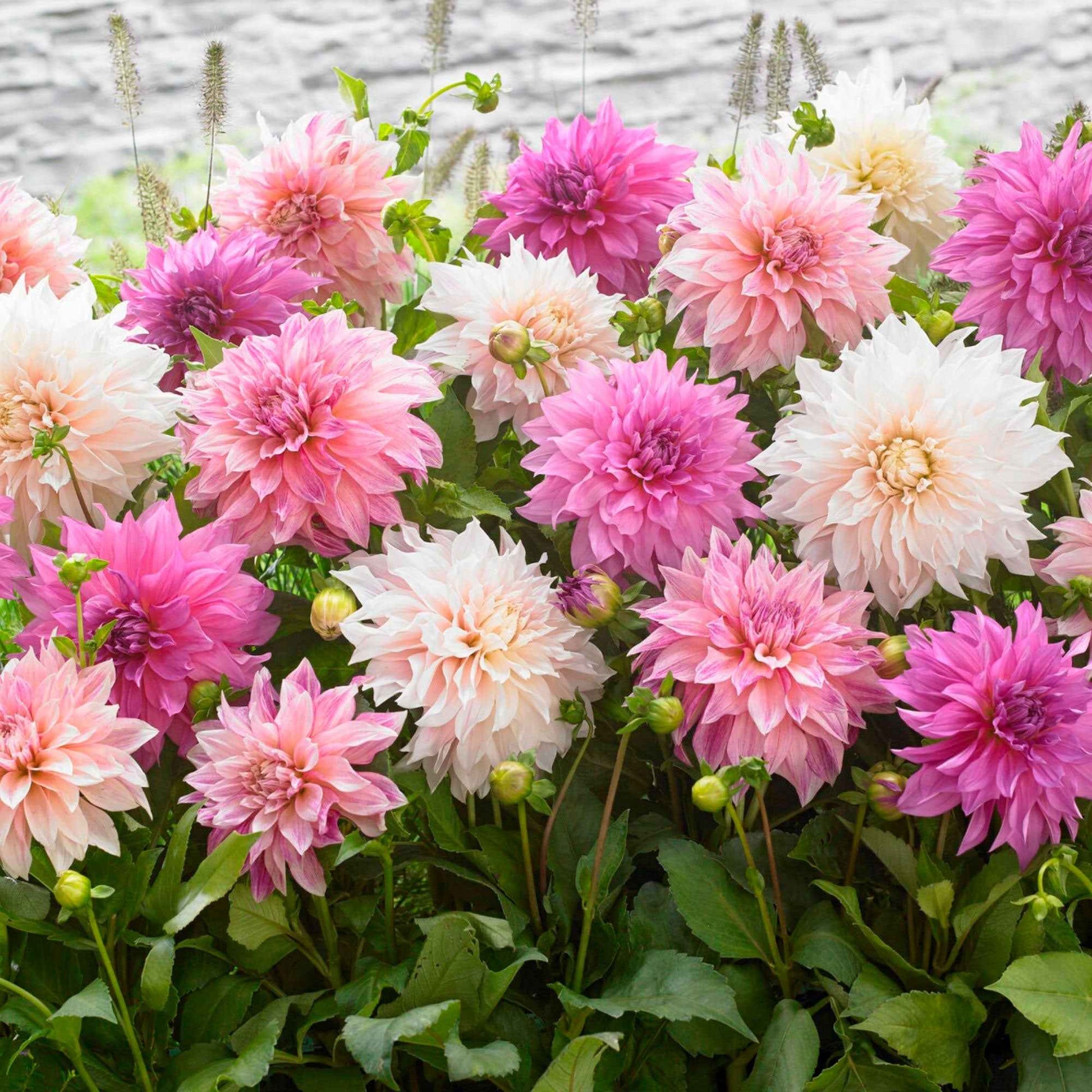 5x Dahlia  'Dinnerplate Garden' Wit-Paars-Roze - Winterhard - Alle populaire bloembollen