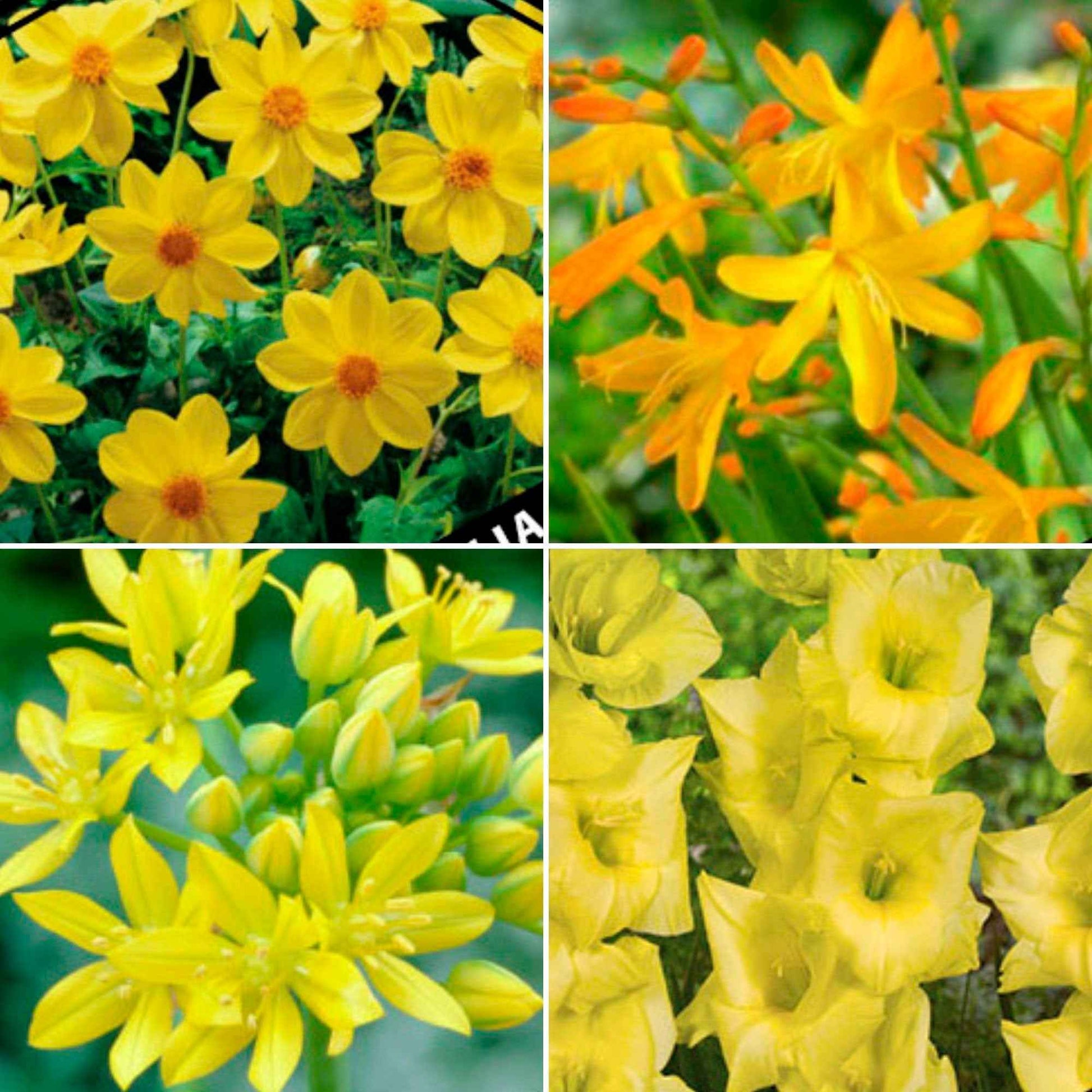 50x Mix 'Yellow Collection' geel - Alle bloembollen