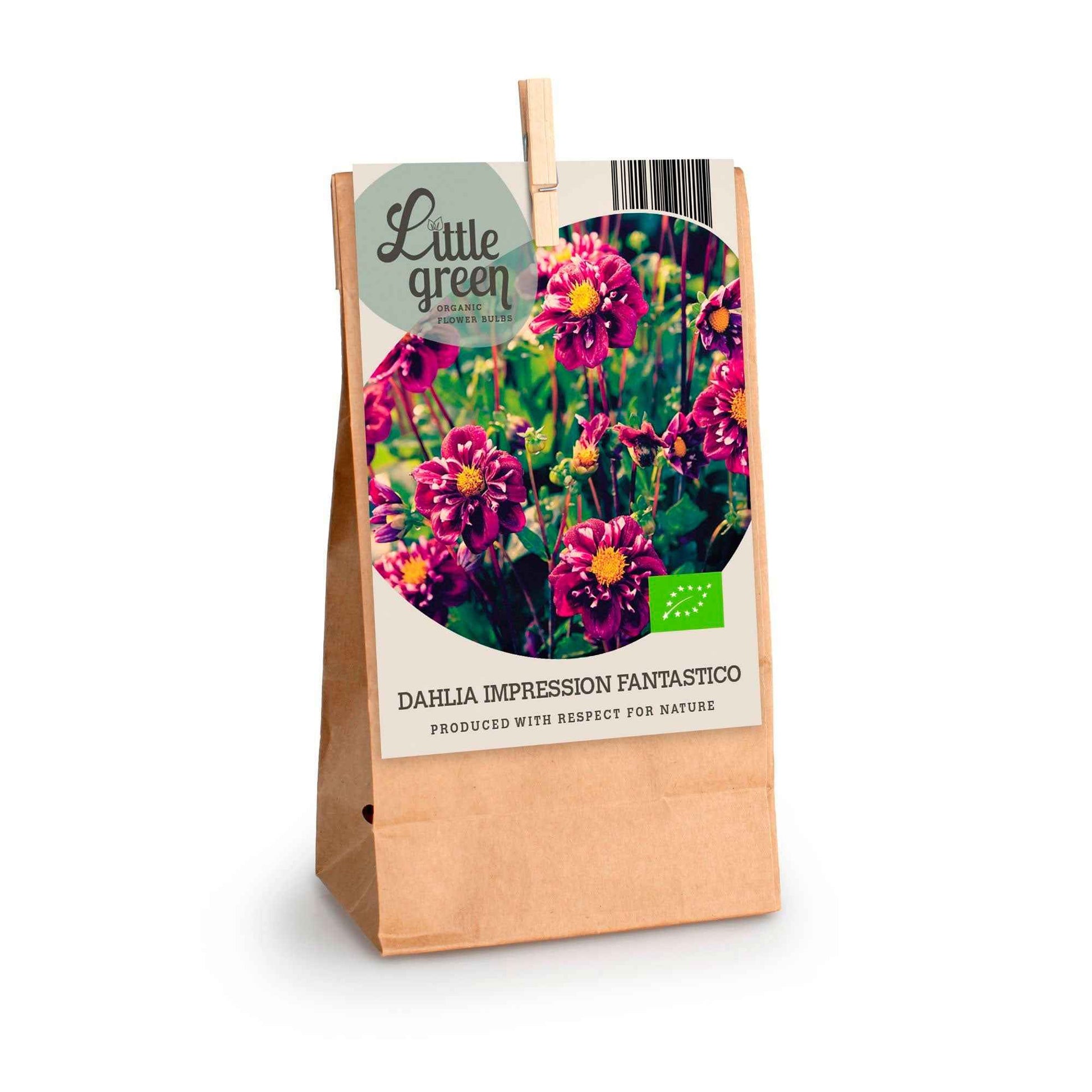 Dahlia 'Impression Fantastico' paars - Bio - Alle bloembollen