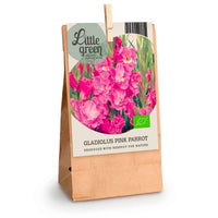 7x Gladiool Gladiolus 'Pink Parrot' roze - Bio - Alle bloembollen