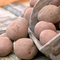 25x Pootaardappel Solanum 'Bildtstar' - Aardappels