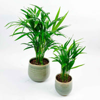 2x Areca palm Dypsis lutescens incl. sierpotten groen - Alle palmen