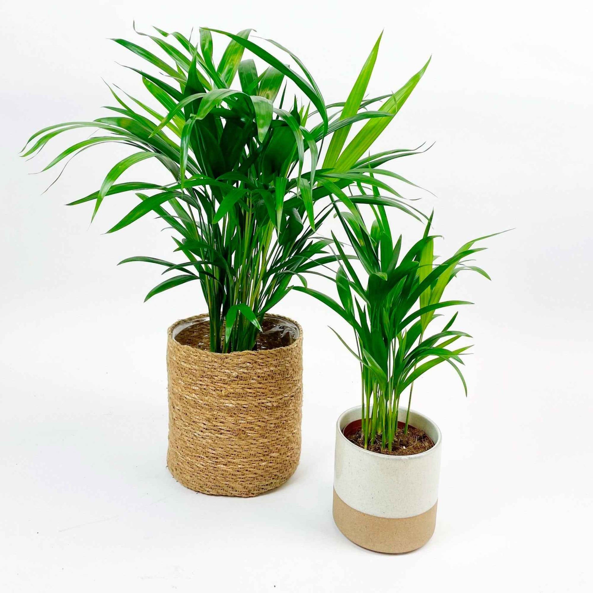 2x Areca palm Dypsis lutescens incl. mand + sierpot - Alle palmen