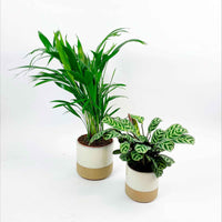 1x Areca palm Dypsis lutescens + 1x Gebedsplant incl. sierpotten wit - Binnenplanten in sierpot