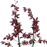 Orchidee Cambria Odontoglossum 'Stirbic' Paars-Wit - Huiskamerplanten