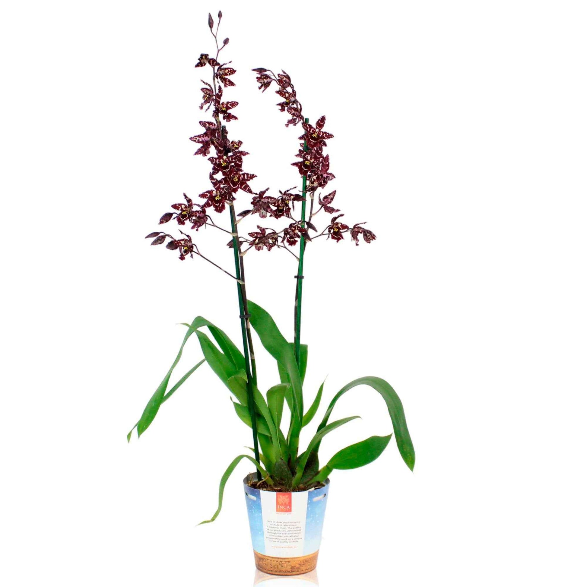 Orchidee Cambria Odontoglossum 'Stirbic' Paars-Wit - Bloeiende kamerplanten