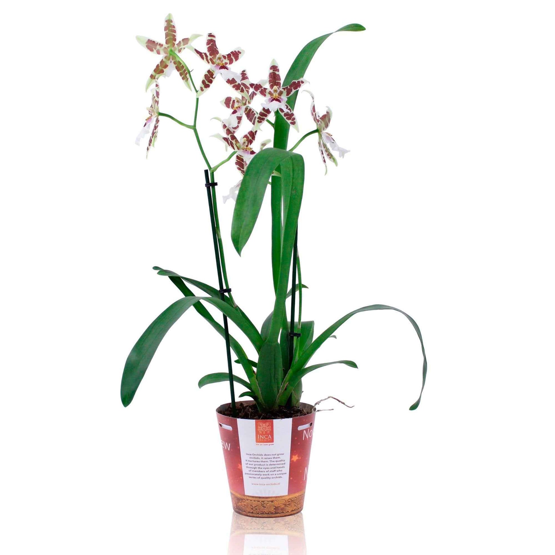 Orchidee Cambria Odontoglossum 'Renaissance' Rood-Wit - Kamerplanten