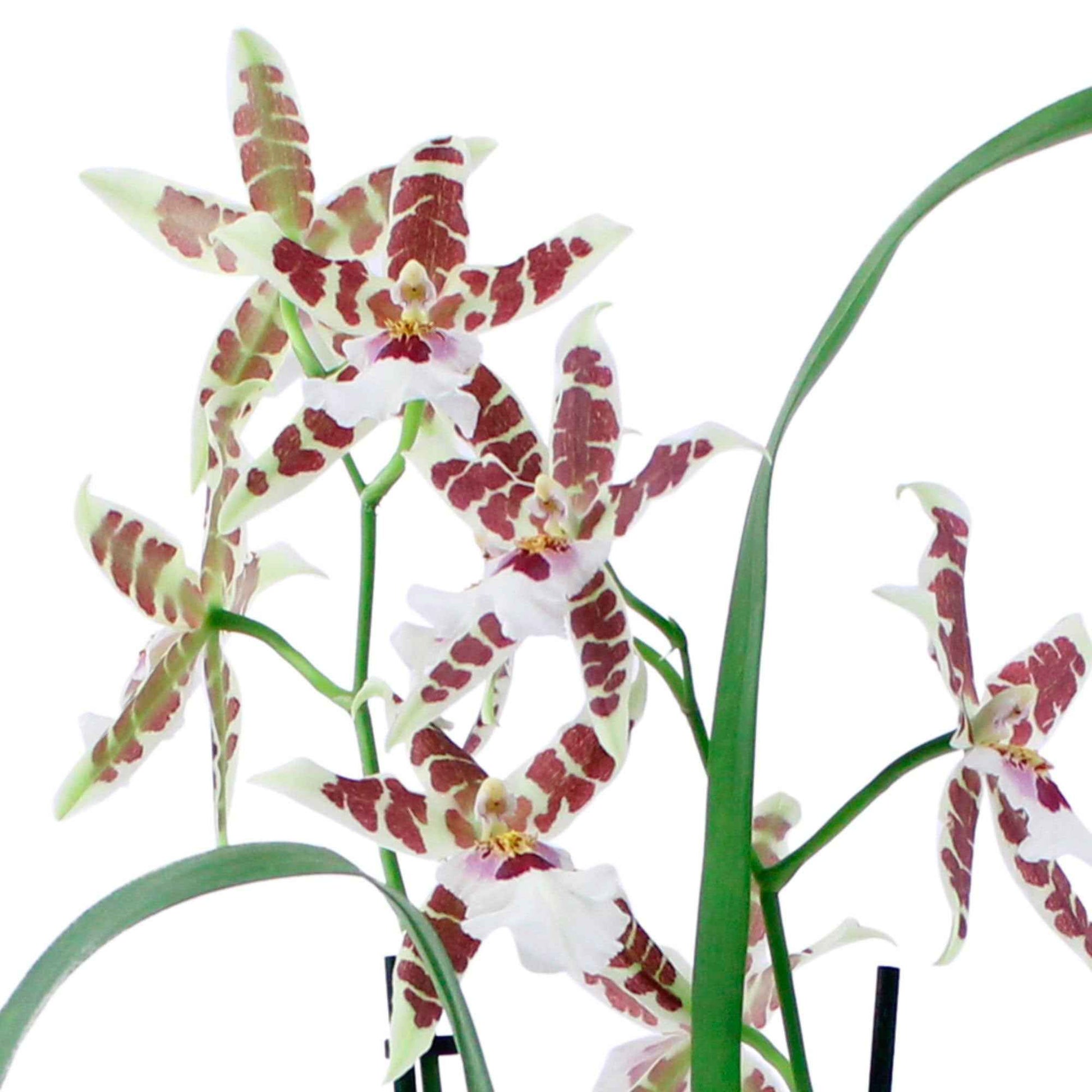 Orchidee Cambria Odontoglossum 'Renaissance' Rood-Wit - Bloeiende kamerplanten