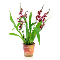 Orchidee Cambria Odontoglossum 'Barocco Red' Paars - Huiskamerplanten