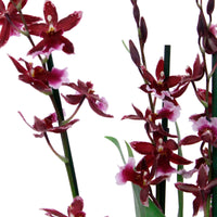 Orchidee Cambria Odontoglossum 'Barocco Red' Paars - Bloeiende kamerplanten