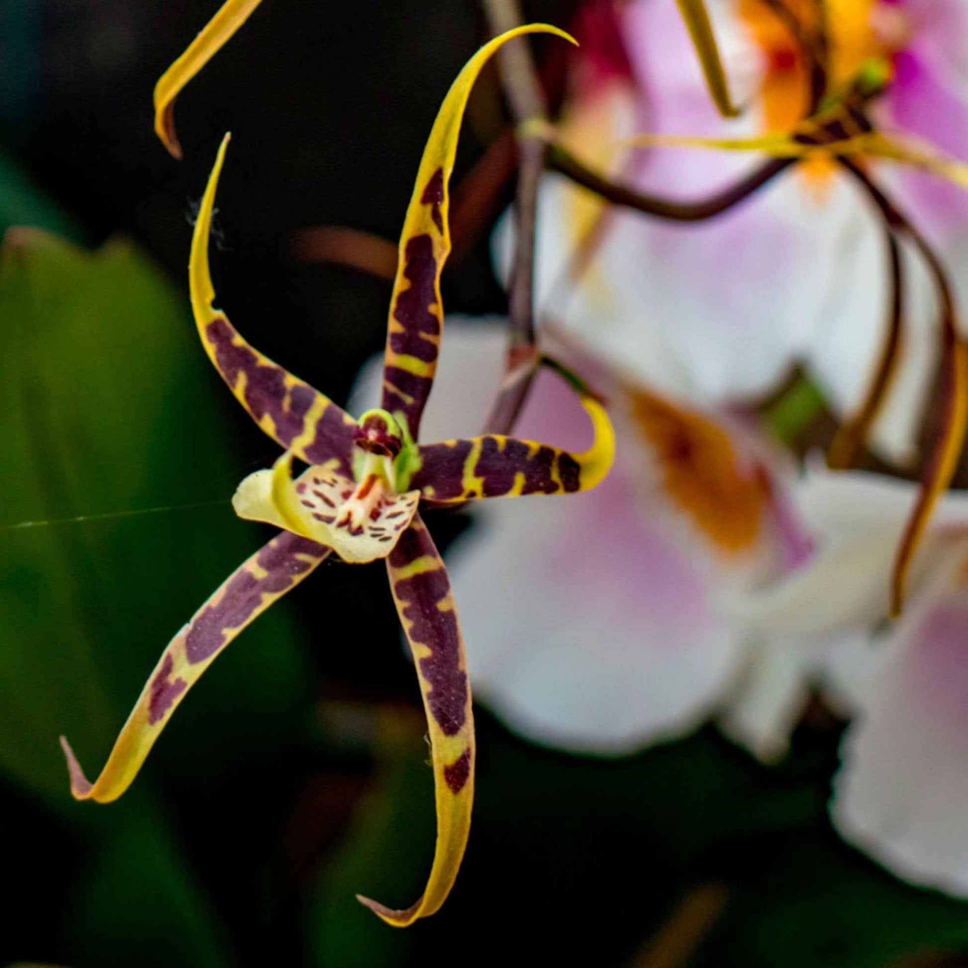 Orchidee Brassia x bratonia 'Toscane' Geel-Bruin - Huiskamerplanten