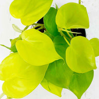 Philodendron 'Lime'  - Hangplant - Huiskamerplanten