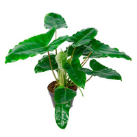Philodendron  'Burle Marx'  - Bio - Alle makkelijke kamerplanten