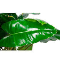 Philodendron  'Burle Marx'  - Bio - Groene kamerplanten