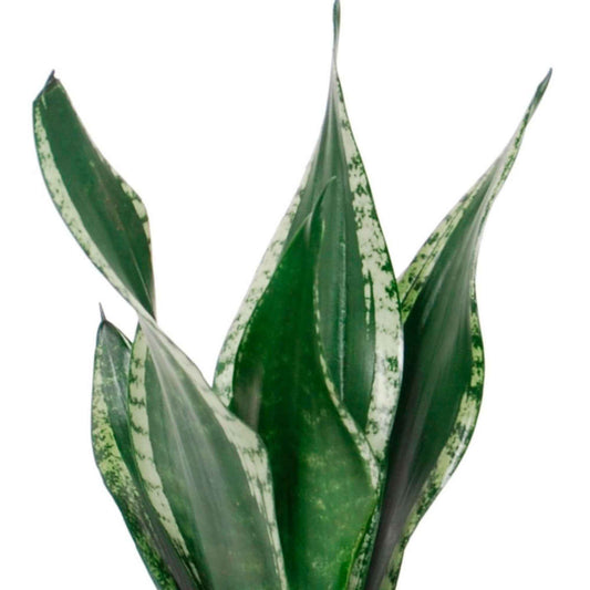 Vrouwentong Sansevieria 'Grey Stripe' - Bio - Groene kamerplanten