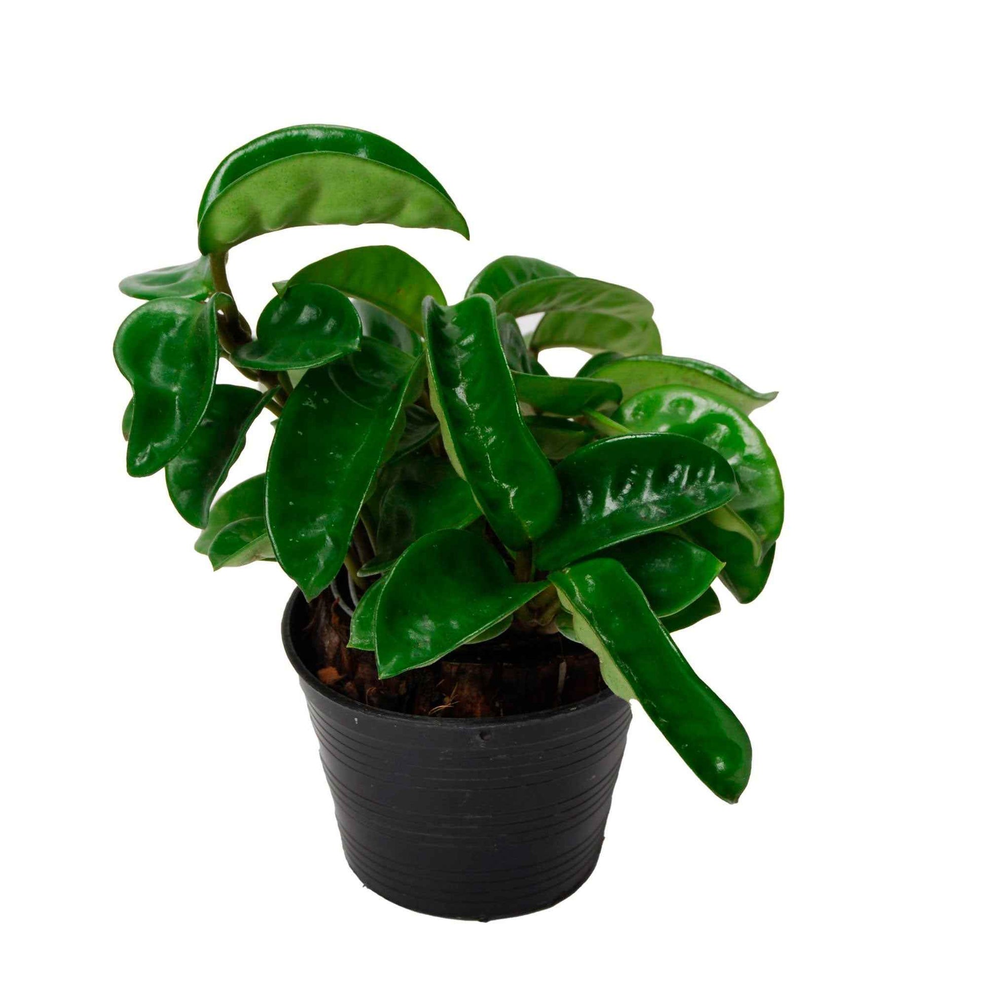 Wasbloem Hoya Krinkle - Hangplant - Bio - 1x Leveringshoogte 45-60 cm, potmaat Diameter 15 cm - Hangplanten - undefined