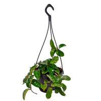 Wasbloem Hoya 'Krinkle'  - Hangplant - Bio - Groene kamerplanten