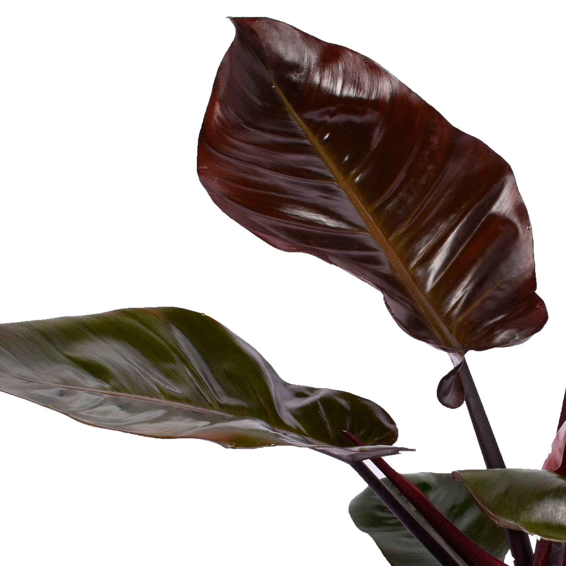 Philodendron  'Black Cardinal' - Bio - Alle makkelijke kamerplanten