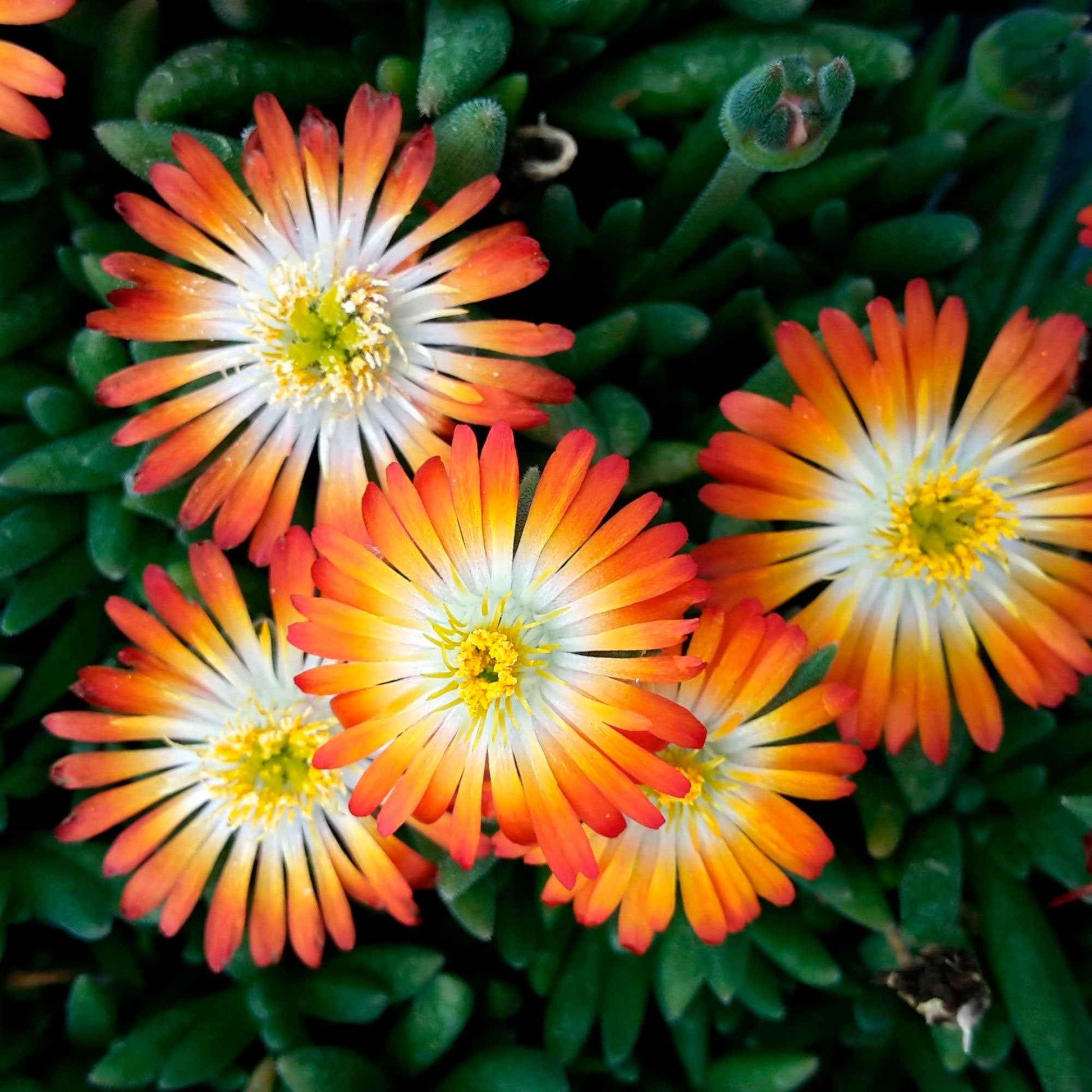 IJsbloem Delosperma 'Orange with Eye' oranje-wit - Alle vaste tuinplanten