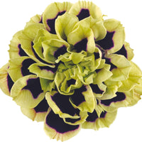 3x Petunia grandiflora 'Midnight Gold' Zwart-Groen-Wit - Hangplanten voor terras en balkon