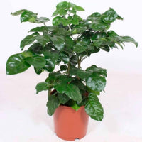 Radermachera hainanensis - Groene kamerplanten