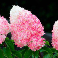 Pluimhortensia Hydrangea 'Living Pink & Rose' Roze - Winterhard - Bloeiende tuinplanten