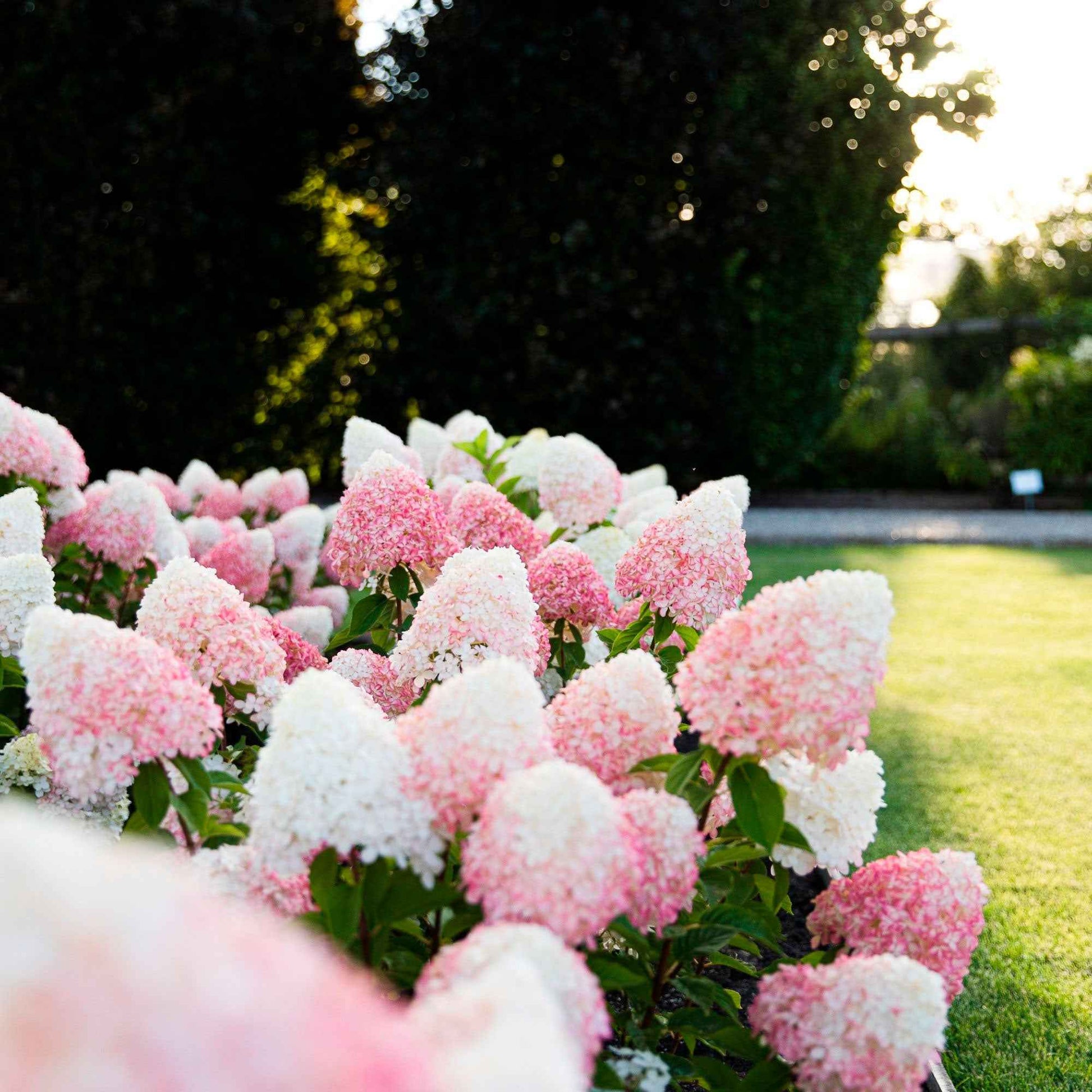 Pluimhortensia Hydrangea 'Living Pink & Rose' Roze - Winterhard - Bloeiende heesters