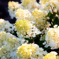 Pluimhortensia Hydrangea 'Living Little Blossom' Wit - Winterhard - Bloeiende tuinplanten