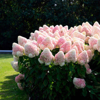 Pluimhortensia Hydrangea 'Living Raspberry Pink'® Wit-Roze - Winterhard - Bloeiende heesters