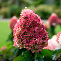 Pluimhortensia Hydrangea 'Living Pinky Promise' Roze - Winterhard - Bloeiende tuinplanten