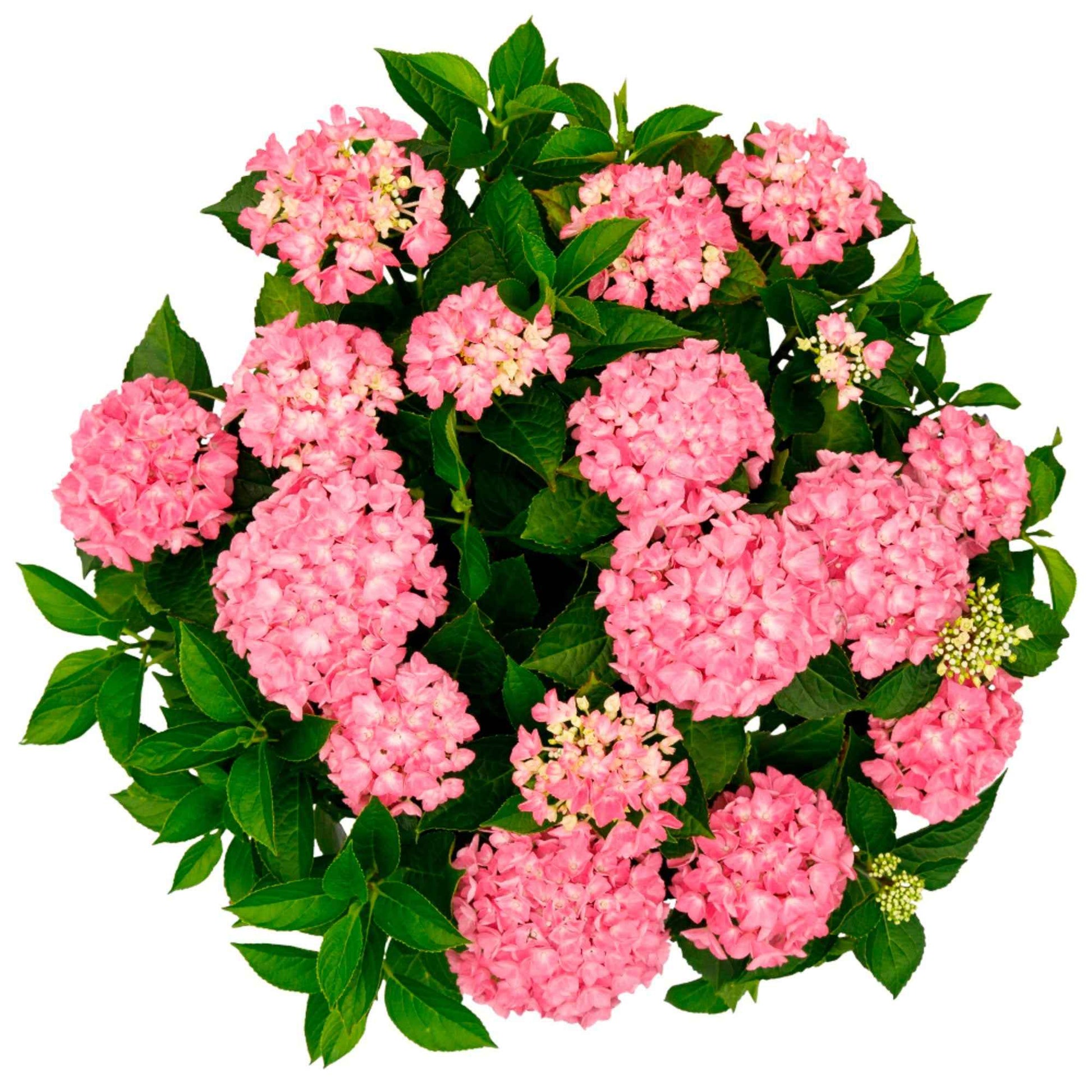 Boerenhortensia Hydrangea 'Hortbux Pink' Roze - Winterhard - Bloeiende struiken