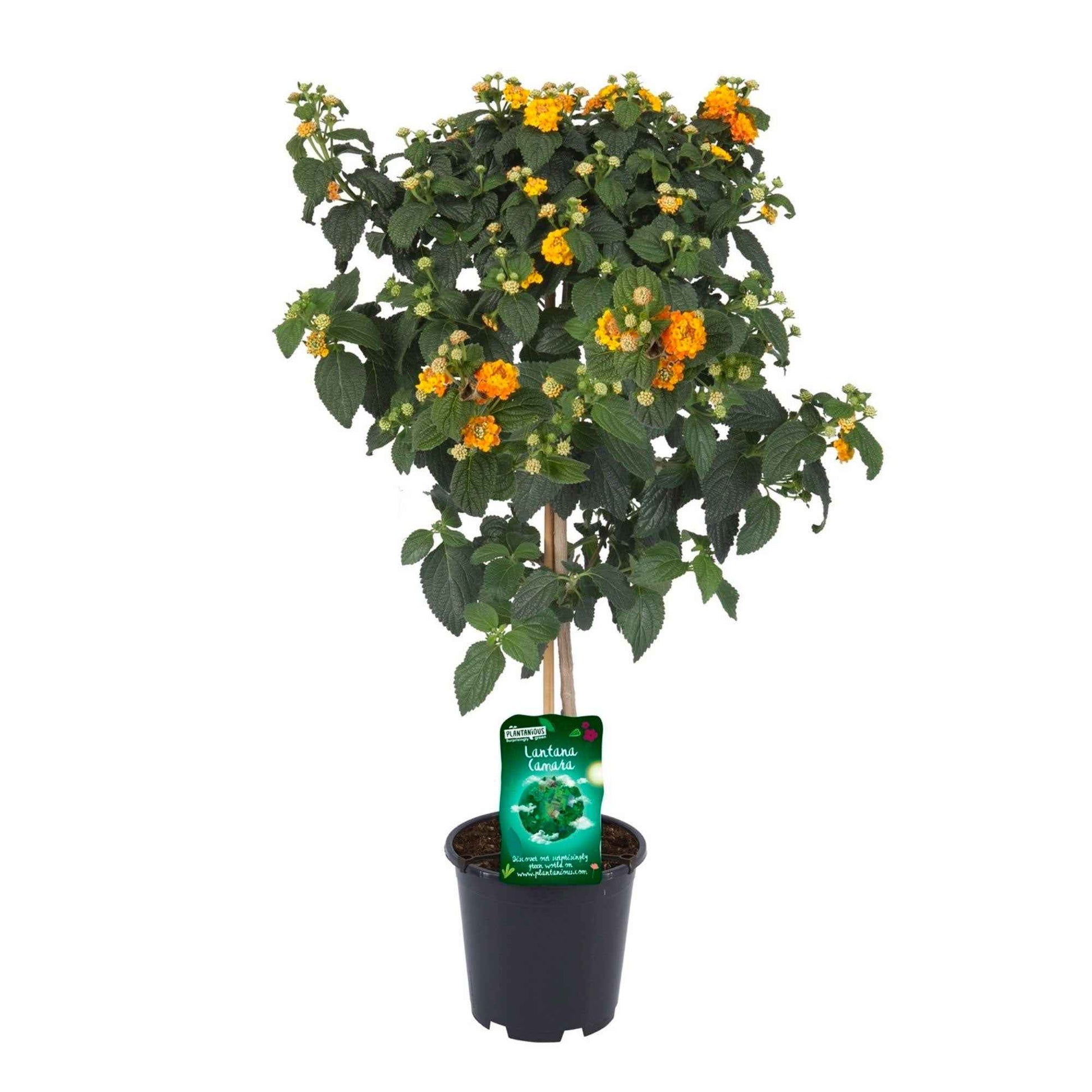 Wisselbloem Lantana camara Oranje - Perkplanten