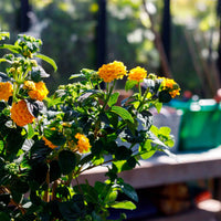 Wisselbloem Lantana camara Oranje - Bloeiende tuinplanten