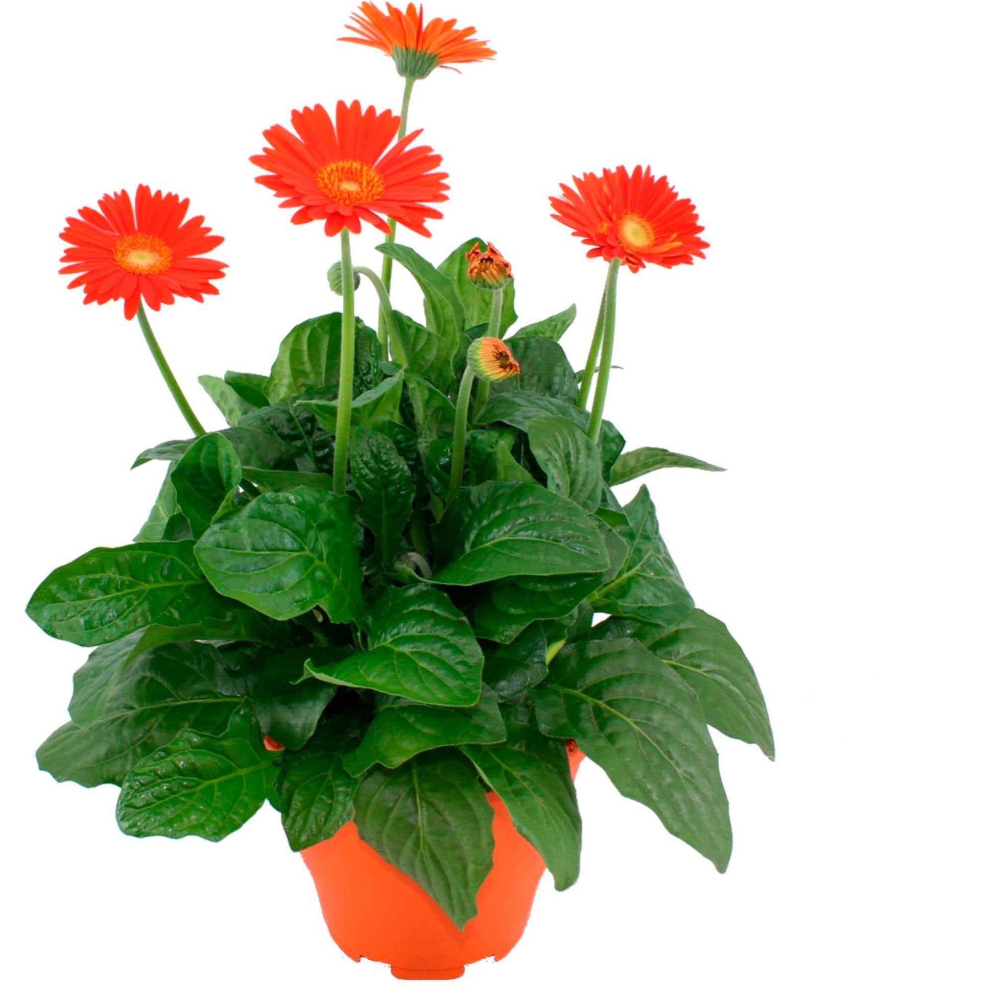 Tuingerbera Gerbera  'Garvinea' Oranje - Perkplanten